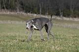 WHIPPET 354
